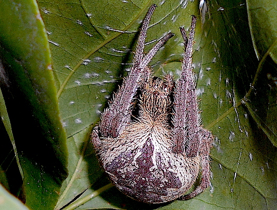 garden orb spider, sydney...